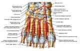 Anatomie: heup,bovenbeen,knie,onderbeen,enkel,voet,acetabulum,collum femoris,trachanter,femur,epicondyl,meniscus,kruisband,cruciate ligament,patella,knieschijf,tibia,fibula,malleolus,talus,calcaneus,tarsus,metatarsus,phalanx,falanx,quadriceps femoris,rectus femoris,sartorius,tensor fasciae latae,tractus iliotibialis,biceps femoris,gastrocnemius,semimembranosus,semitendinosus,soleus,suralis,vena saphena parva,vena saphena magna,sciatic,ischiadicus,peronea